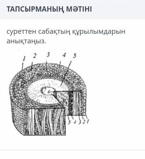 Определите структуру урока по картинке.​