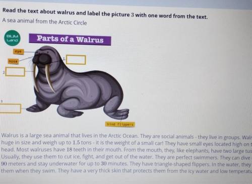 Read the text about walrus and label the picture 3 with one word from the text. A sea animal from th