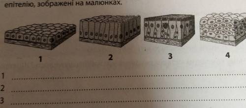 Визначте, до якого типу тканин вони належать. 2. Розгляньте препарат епітеліальної тканини. Зверніть