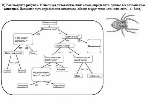 Рассмотрите рисунок. Используя дихотомический ключ, определите данное беспозвоночное животное. Покаж