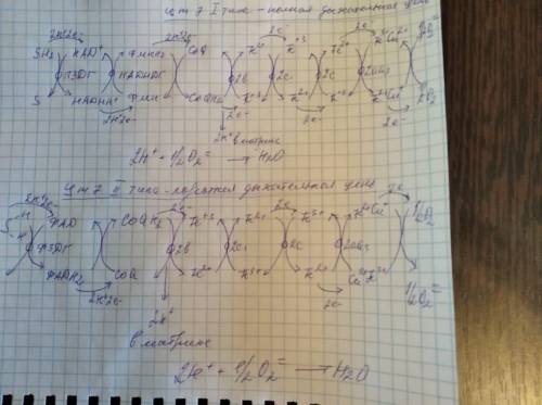 Напишите цепь транспорта электронов с субстратом ЭТАНОЛ Пример как писать в фотографии