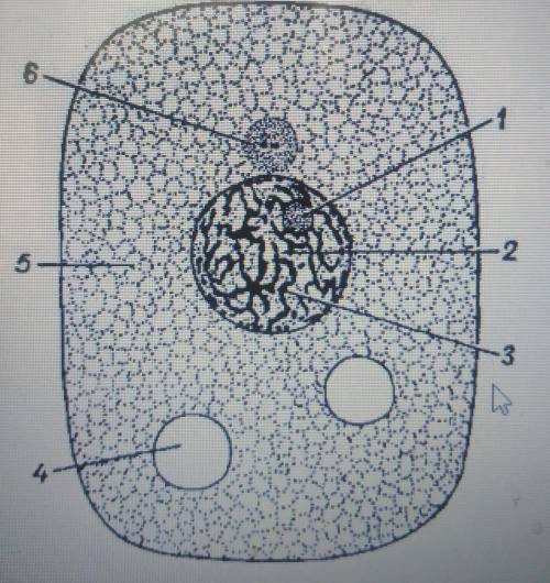 Рассмотрите рисунок животной клетки. Что на рисунке изображено под цифрой 5? ответ запишите одним сл