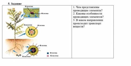 1. Чем представлены проводящие элементы? 2. Каковы особенности проводящих элементов? 3. В каком напр