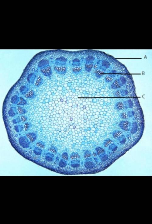 Рассмотри изображение поперечного сечения стебля растения и дополни текст. На рисунке проводящая тка