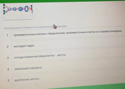 Расположение по порядку стадии развития гидры при половом размножении​