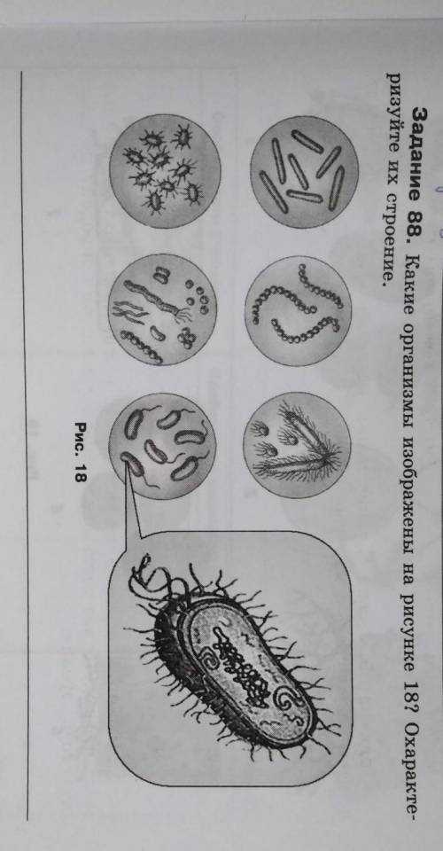 Задание 88. Какие организмы изображены на рисунке 18? Охаракте-ризуйте их строение.​