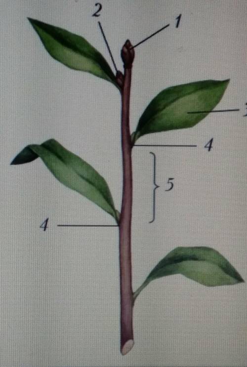 Выберите верное обозначение части побега Укажите правильный вариант ответа: 5 - междоузлие 1 - верху