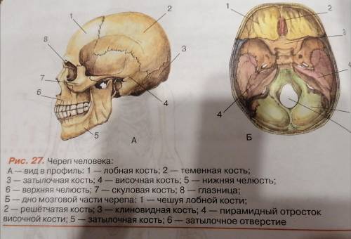 В виде таблицы запишите как называется касть, сколько таких же костей и их функцию