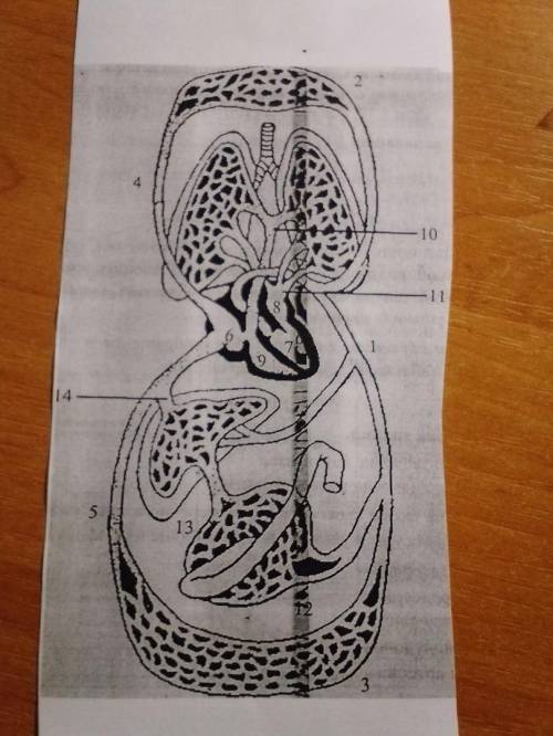 найдите на схеме кровообращения перечисленные ниже отделы сердца и сосуды и укажите обозначающие их