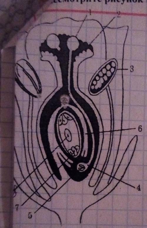 подпишите структурные компоненты цветка, изображённые на рисунке под цифрой 1,2,3,4,6​. очень надо