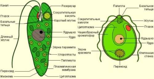 Нужно строение клетки ламинарии