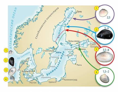 Ученые собрали данные о присутствии двустворчатых в разных частях Балтийского моря. На карте отмечен