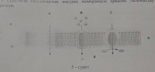 по биологии. Это БЖБ. 10 класс. Где можно найти ответы?​