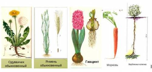 Практическая работа: Определите тип корневой системы. Укажите признак, по которому вы ориентировалис