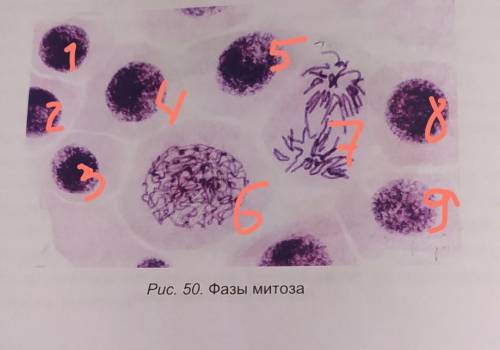 определите какие фазы митоза изображены на фотографии . Сосчиьайте сколько делящихся и неделищихся к