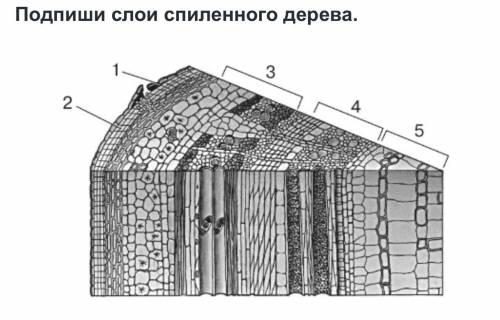 Подпиши слои спиленного дерева