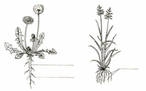 Лабораторная работаРассмотреть корневые системы предложень растенийЧем они различаются?​