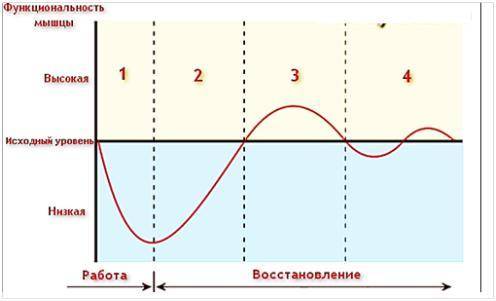 Изучите график зависимости уровня функциональности мышц от работы и состояния восстановления (покоя)