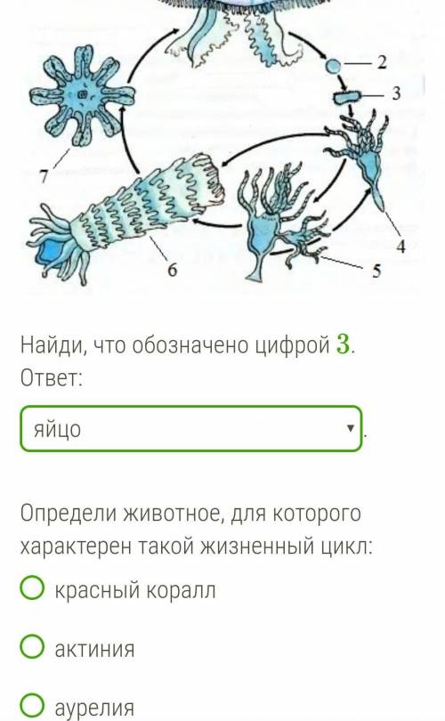 Рассмотри рисунок. ￼Найди, что обозначено цифрой 3.ответ: яйцоличинкаполипмолодая особьобразование м