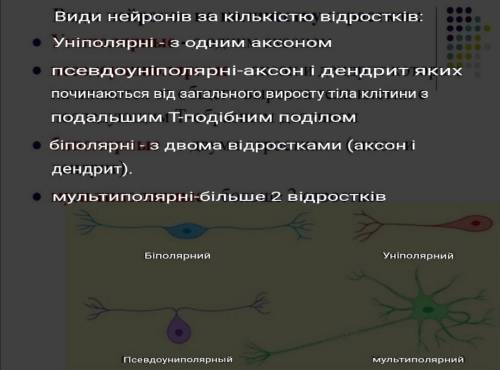 Зобразіть схему будови різних типів нейронів поясніть взаємозвязок з виконуваними функціями​