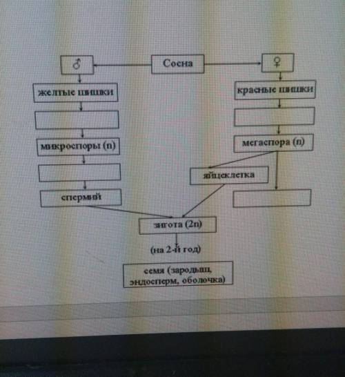 Закончите схему «Размножение сосны», пользуясь текстом и рисунком учебника все даю,​