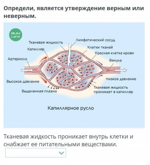 Определи, является утверждение верным или неверным. Тканевая жидкость проникает внутрь клетки и снаб