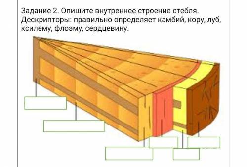 Задание 2. Опишите внутреннее строение стебля. Дескрипторы: правильно определяет камбий, кору, луб,