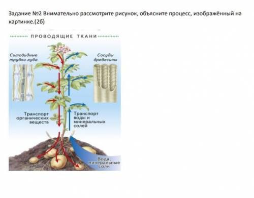 Внимательно рассмотрите рисунок, объясните процесс, изображённый на картинке биология 7 класс