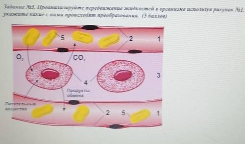Задание No3. Проанализируйне передвижение сидкостней в организме используя рисунок №1, укажите какие