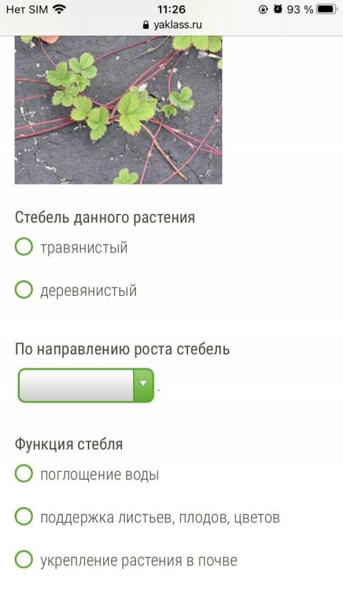 Рассмотри данные растения и отметь наиболее точные ответы. Стебель данного растениятравянистыйдеревя