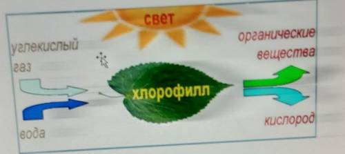 Приложение 1. Задание. Рассмотрите схему процесса фотосинтеза.А) Определите. Какие структуры листа у
