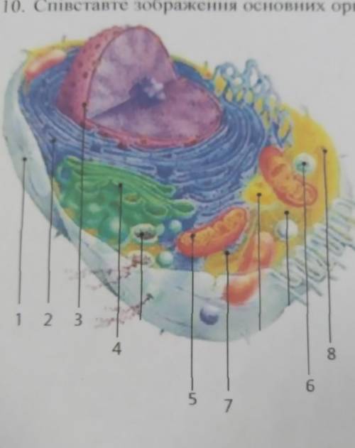 10. Співставте зображення основних органел клітини з іх назвами комплекс Гольджі; ядри онлазма; елем