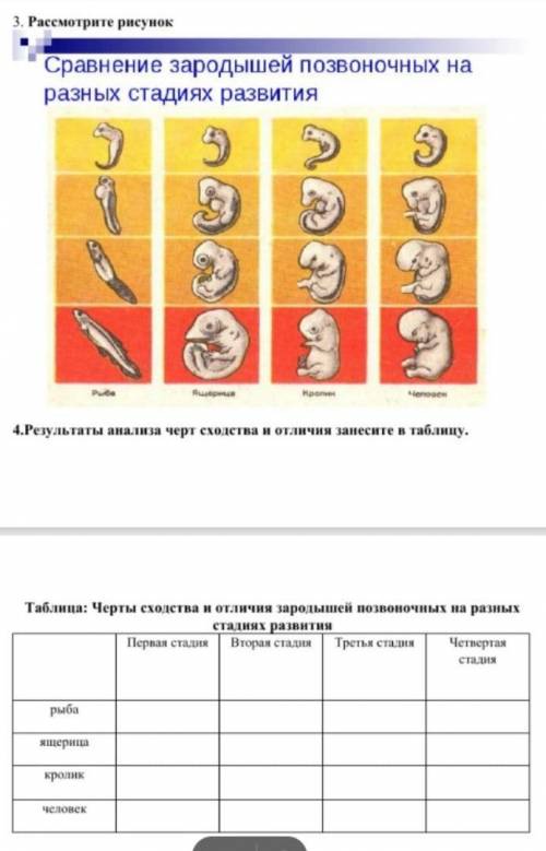 Заполнить таблицу Черты сходства и отличия зародышей позвоночных на разных стадиях развития