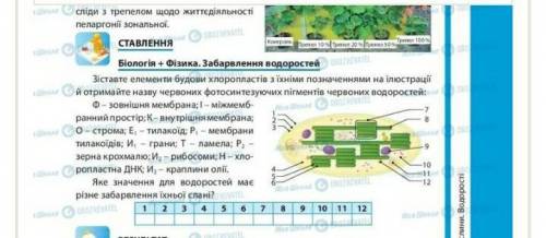 біологія + фізика забарвлення водоростей зіставте елементи будови хлоропластів з їхніми позначеними