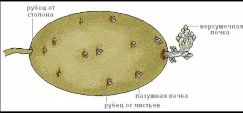 Рассмотрите внешнее строение клубня