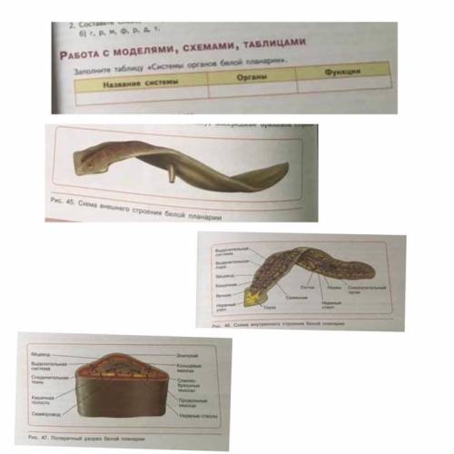 Заполните таблицу: Система Органов Белой Планарии.