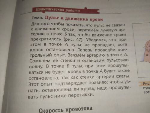 Биология, 8 класс. Практическая работа на тему пульс и движение крови. Цель: показать, что пульс не