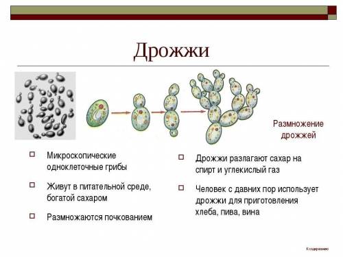 1.Основные представители дрожжей. 2.Санитарные нормы для убойного цеха.