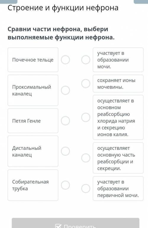 Сравни части нефрона, выбери выполняемые функции нефрона онлайн мектеп