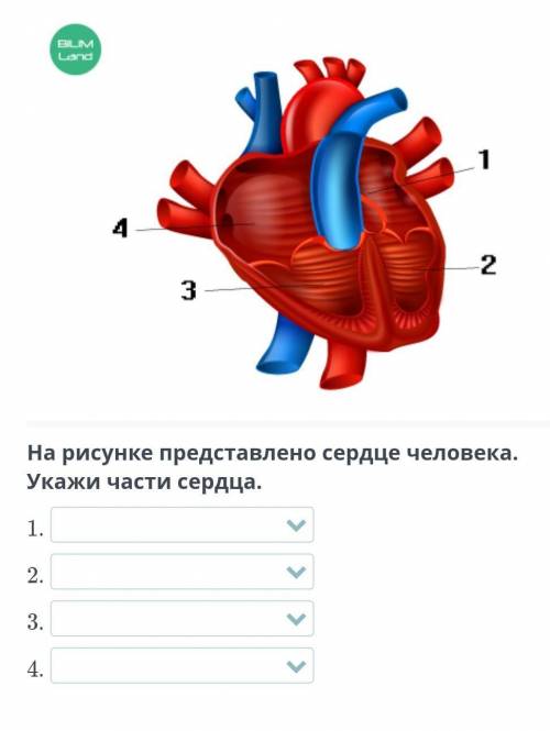 ￼На рисунке представлено сердце человека. Укажи части сердца•°•°•°​