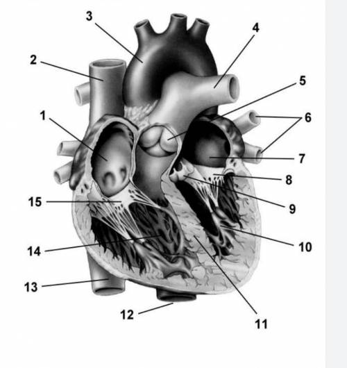 3.Подпишите название частей сердца​