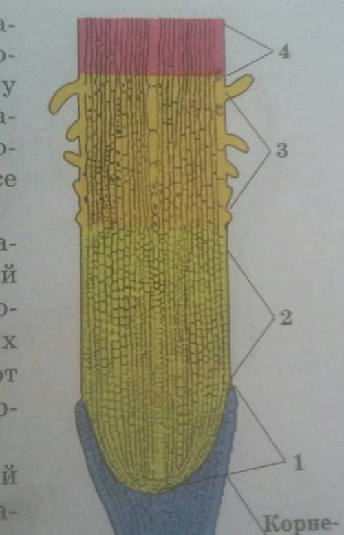 проанализируйте с микраскопа деления корня. из клеток какой ткани она состоит,и как расположена