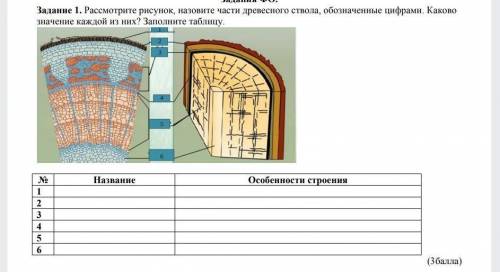 Рассмотрите рисунок Назовите части древесного ствола обозначенные цифрами Каково значение каждой из