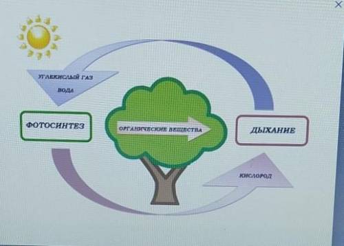 Рассмотрите схему. Выберите утверждения, которые соответствуют информации, представленной на схеме.У