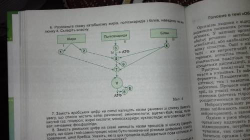 Біологія табличку потрібно заповнити і все ів