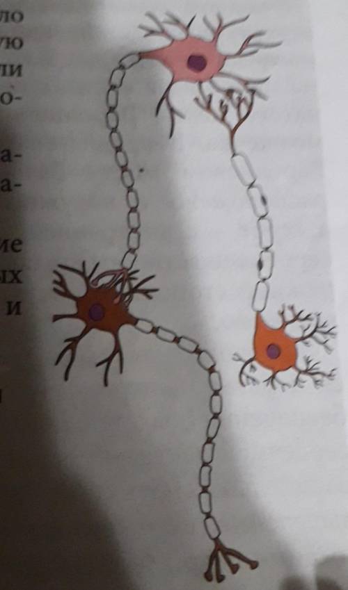 Укажите и опишите направление передачи нервного импульса по нейронам,представленным на схеме.​