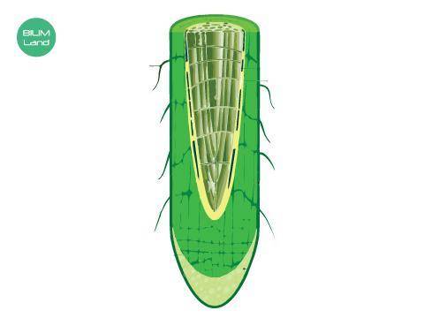 Показано внутреннее строение ростового органа растения. Определи истинные или ложные утверждения. Вы