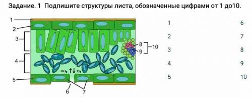 Подпишите структуры листа, обозначенные цифрами от 1 до 10.​