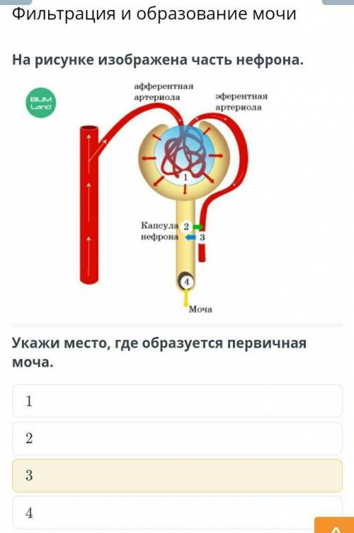 Укажи место, где образуется первичная моча.ответ.​