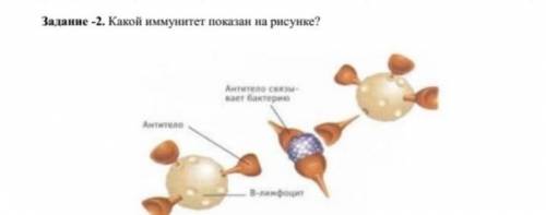 Задание -2. Какой иммунитет показан на рисунке? ​